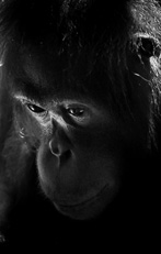 Primates non humains
