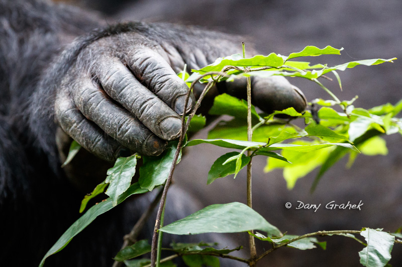 Dany Grahek - Photographe