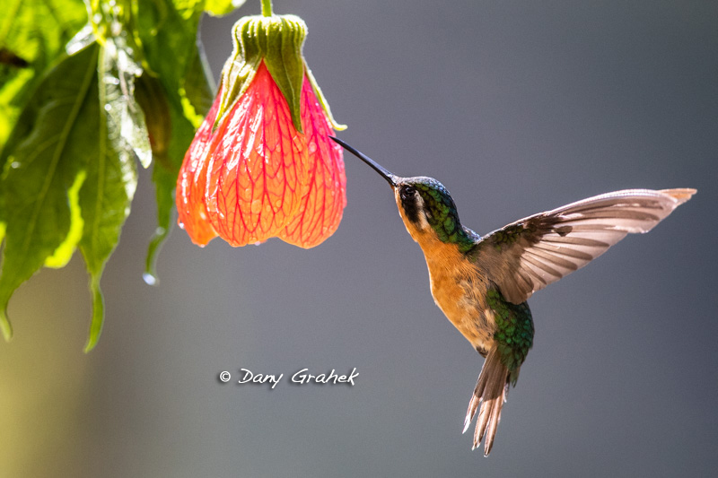 Dany Grahek - Photographe