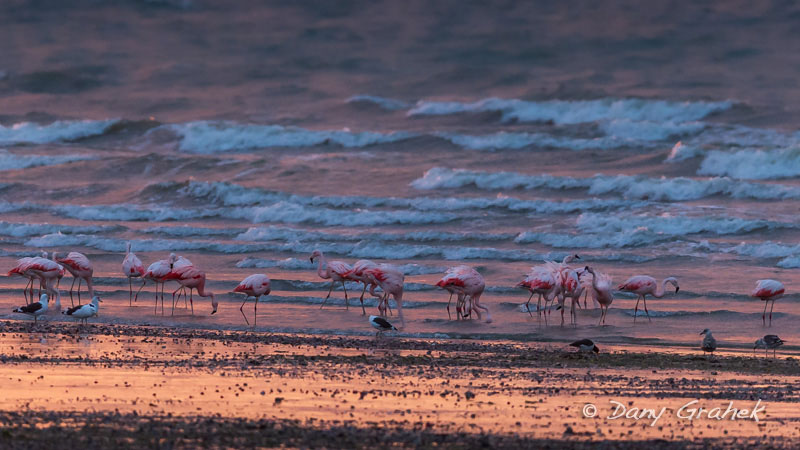 Dany Grahek - Photographe