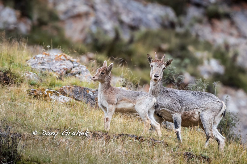 Dany Grahek - Photographe