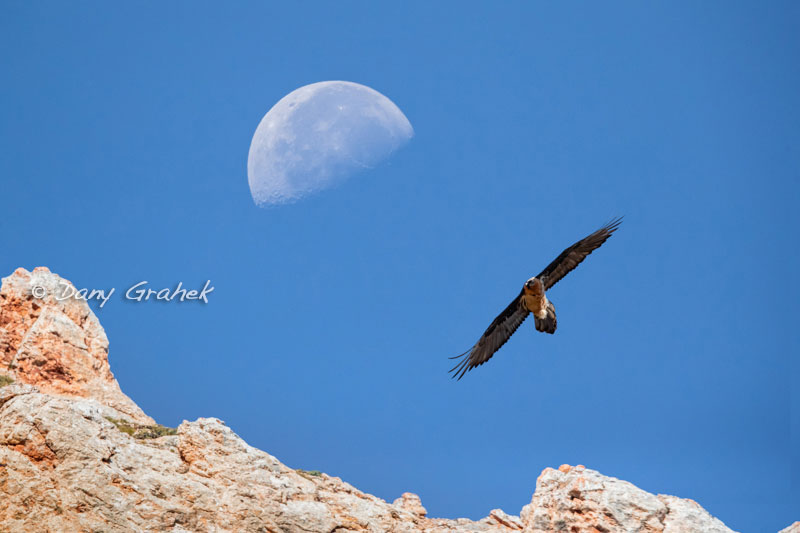 Dany Grahek - Photographe
