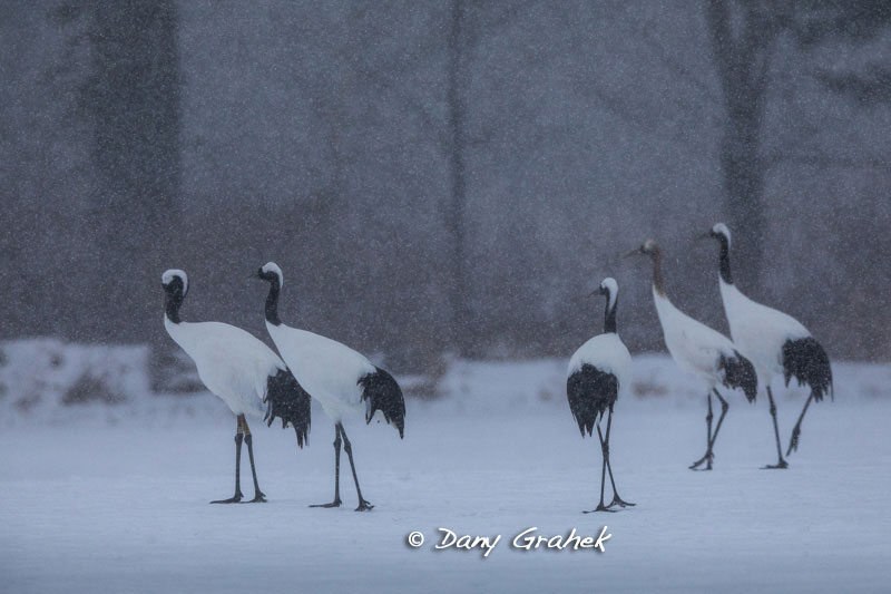 Dany Grahek - Photographe