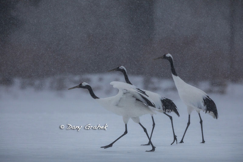 Dany Grahek - Photographe