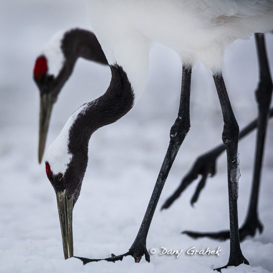 Dany Grahek - Photographe