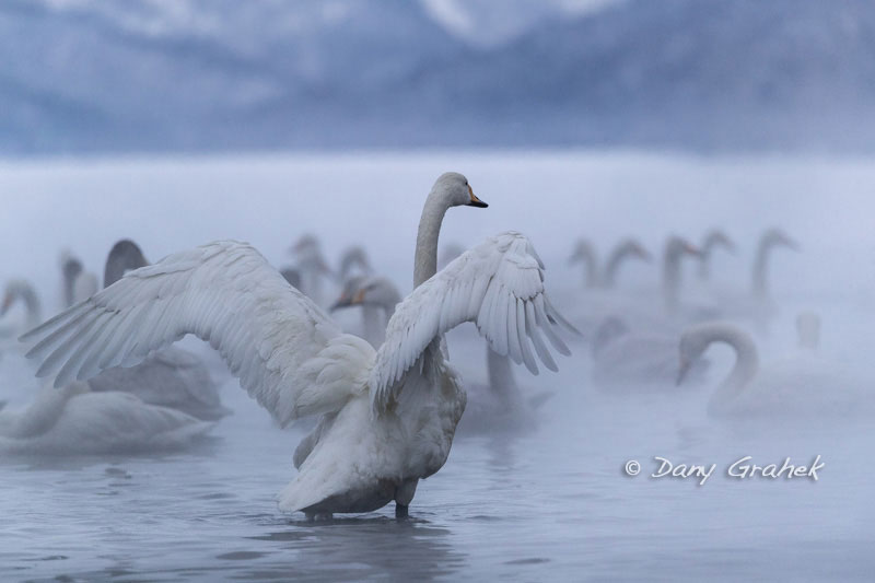 Dany Grahek - Photographe