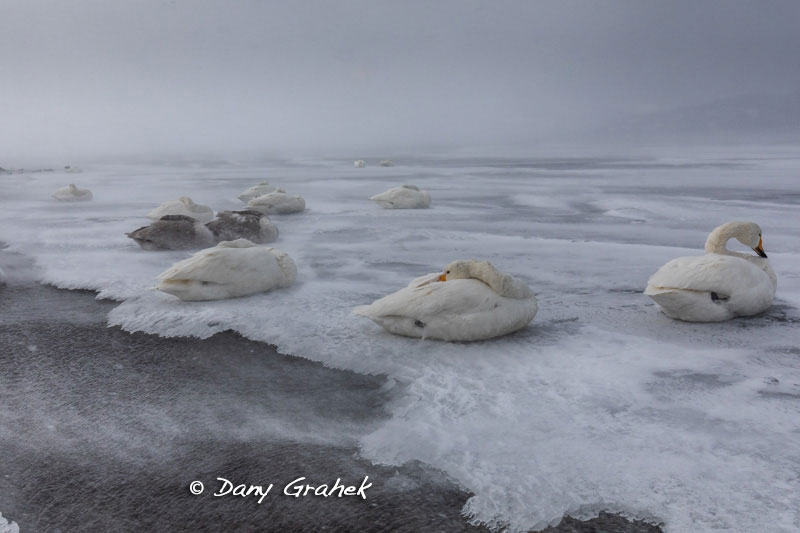 Dany Grahek - Photographe