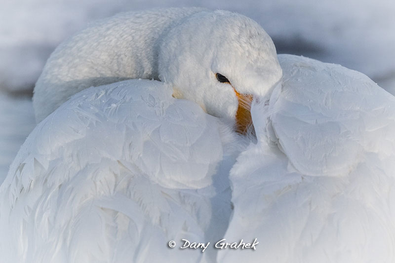 Dany Grahek - Photographe