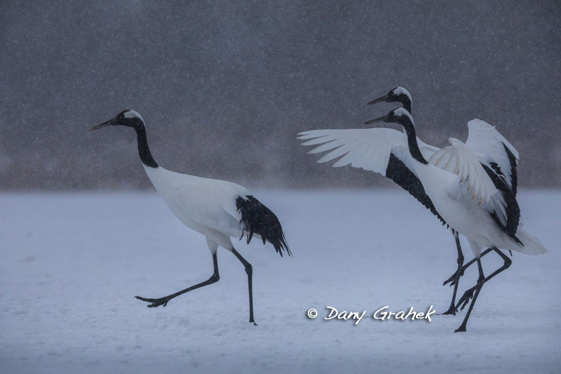 Dany Grahek - Photographe