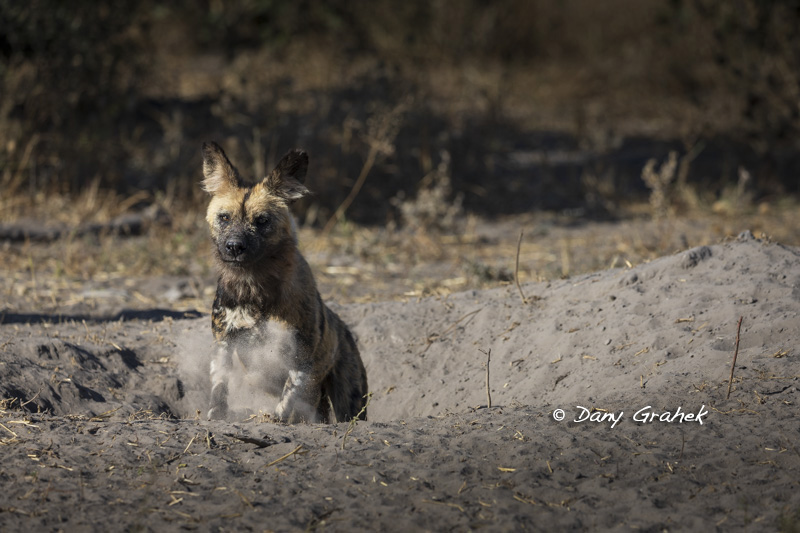 Dany Grahek - Photographe