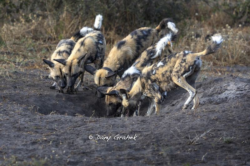 Dany Grahek - Photographe