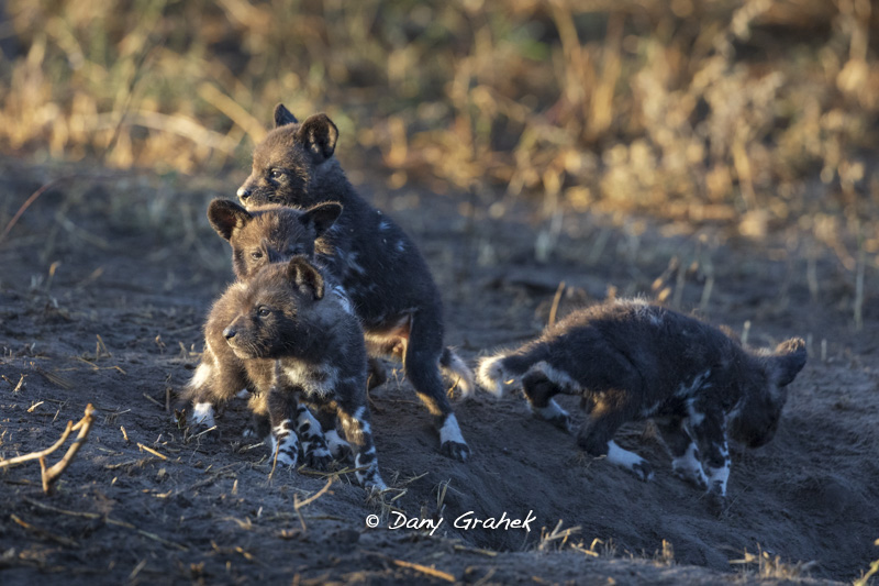 Dany Grahek - Photographe